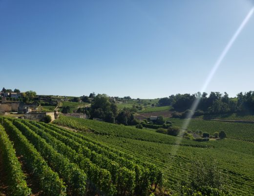 Vineyard in Bordeaux, France in 2019